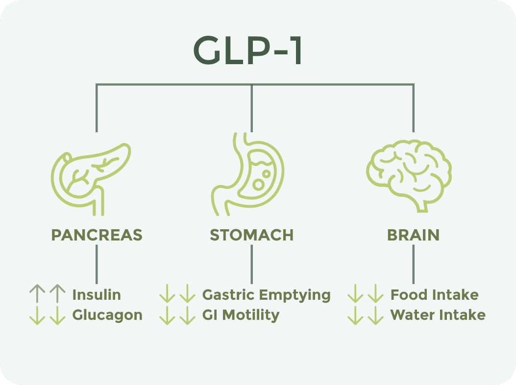 GLP-1 infographic